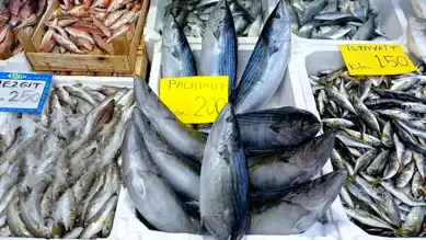 Akçakoca'da Hamsi Kayıp! Fırtına Sonrası Fiyatlar Tavan Yaptı