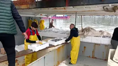Karadeniz'de Hamsi Bereketi: Fiyatlar Uygun!