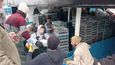 Düzce'nin Akçakoca İlçesinde Hamsi Rekoltesi Artışı