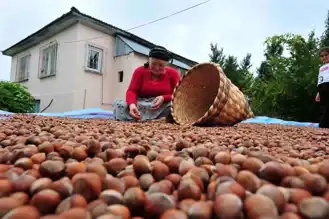 Fındık İhracatında Rekor Artış!