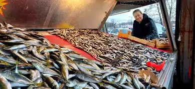 Fırtına Karadeniz Balıkçılarını Vurdu, Hamsi Yerini İstavrite Bıraktı