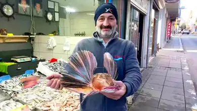 Nadir Balık 350 TL'den Satılıyor