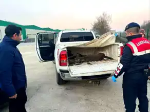 Yaralı Karaca Kurtarıldı!