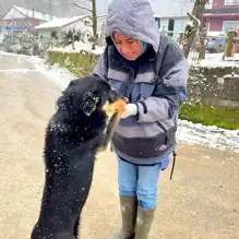 Yığılca'da Hayvan Dostlarına Aşı ve Kimliklendirme Kampanyası