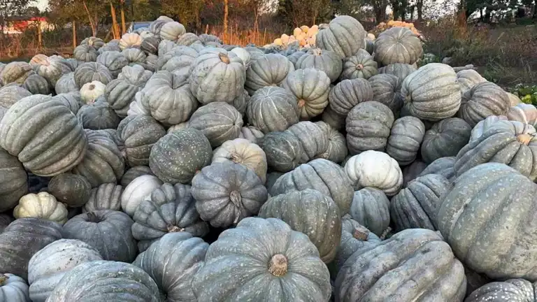Yerel Bal Kabağı Hasadı Başladı!