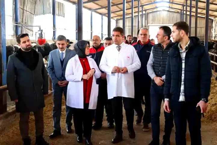 Düzce'de Manda Yetiştiriciliği Destekleniyor