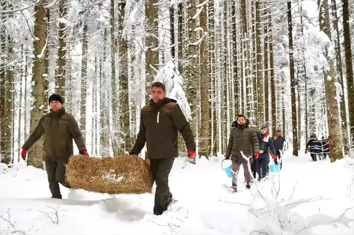 Düzce'de Yaban Hayvanları Kışa Hazırlanıyor